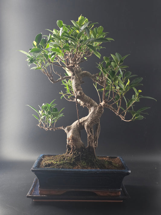 Ficus Retusa bonsai, 17 years old and 55 cm tall, glossy leaves on a thick trunk in a dark blue rectangular pot.