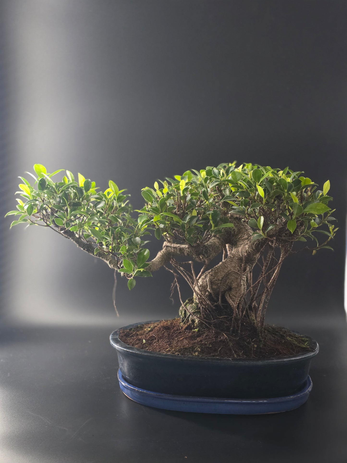 Ficus Retusa bonsai, 25 years old and 37 cm tall, wide spreading canopy in a blue oval pot on a black tray.
