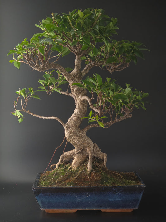 Ficus Retusa bonsai, 35 years old and 60 cm tall, thick gnarled trunk with aerial roots in a dark blue rectangular pot.