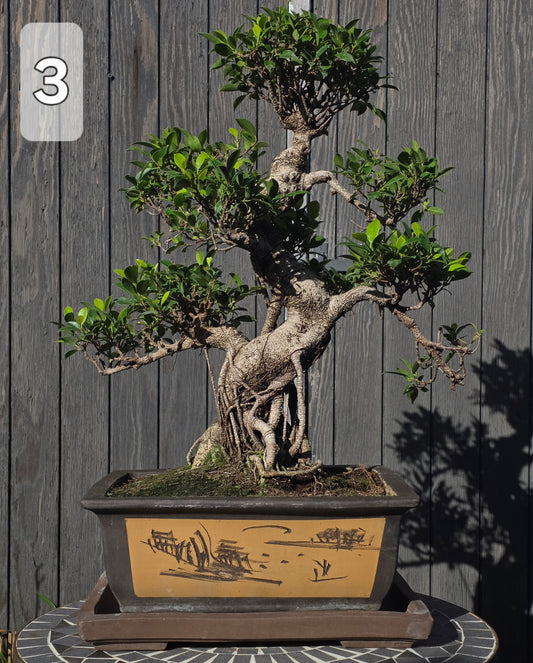 Semi-cascade Ficus Retusa bonsai, 45 years old and 80 cm tall, glossy leaves on a gnarled trunk in a cascade pot.