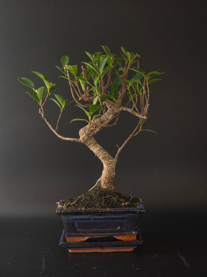 Ficus Retusa bonsai, 6 years old and 36 cm tall, S-curved trunk with glossy leaves in a dark blue rectangular pot.