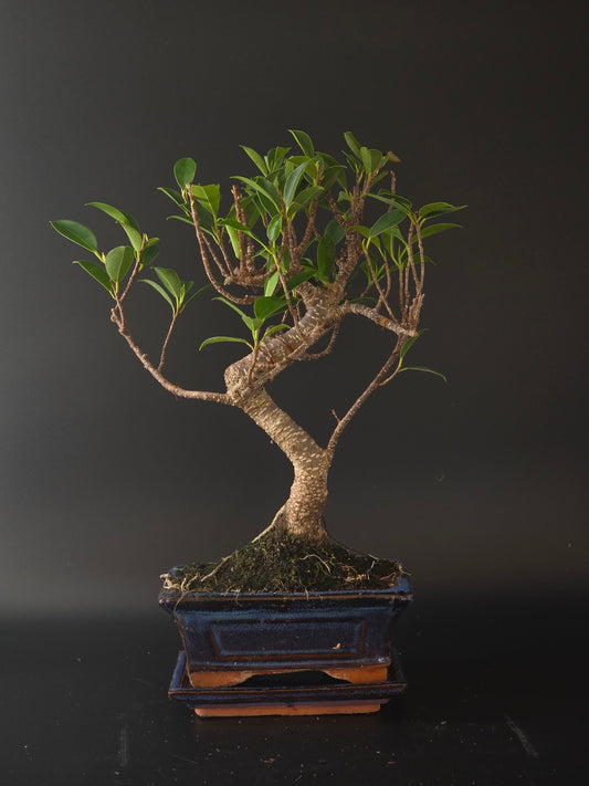 Ficus Retusa bonsai, 6 years old and 36 cm tall, S-curved trunk with glossy leaves in a dark blue rectangular pot.