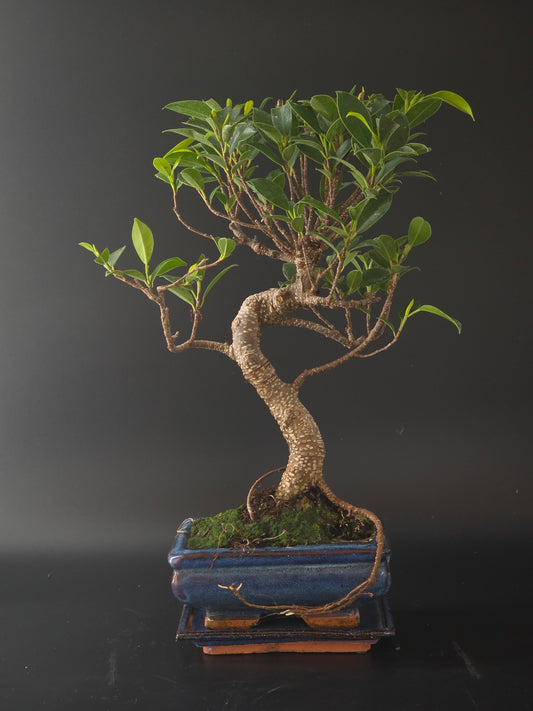 Ficus Retusa bonsai, 6 years old and 38 cm tall, S-curved trunk with glossy leaves in a blue rectangular pot on a tray.