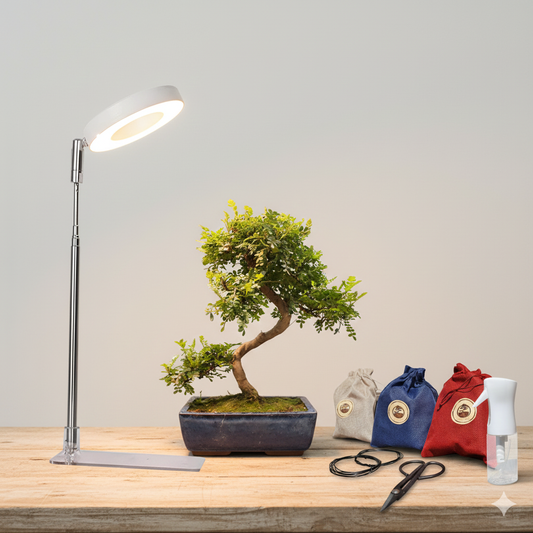 BONSAI BUNDLE – Tree of Choice + LED Grow Light + Starter Toolkit (~20% OFF)
