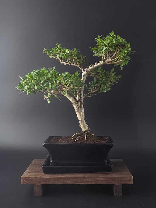Ilex Crenata bonsai tree 6-7 years old 30-35 cm in elegant blue pot - back view