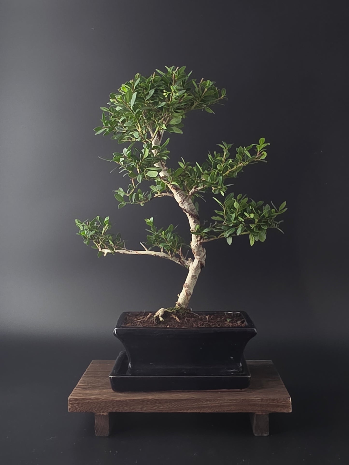 Ilex Crenata bonsai tree 7-8 years old 40-45 cm in elegant blue pot - back view