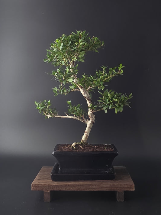 Ilex Crenata bonsai tree 7-8 years old 40-45 cm in elegant blue pot - back view