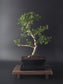 Ilex Crenata bonsai tree 7-8 years old 40-45 cm in elegant blue pot - back view