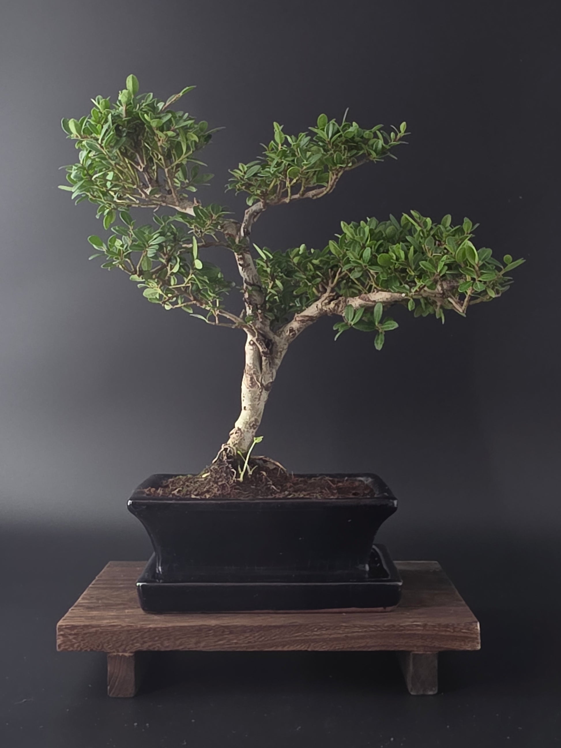 Ilex Crenata bonsai tree 6-7 years old 30-35 cm in elegant blue pot - front view