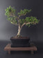 Ilex Crenata bonsai tree 6-7 years old 30-35 cm in elegant blue pot - front view