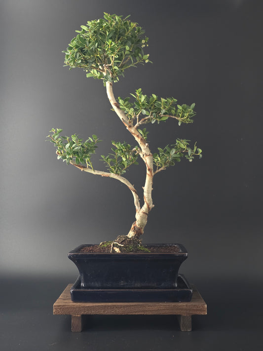 Back view of 6-7 year old Ilex Crenata Japanese Holly bonsai in blue ceramic pot