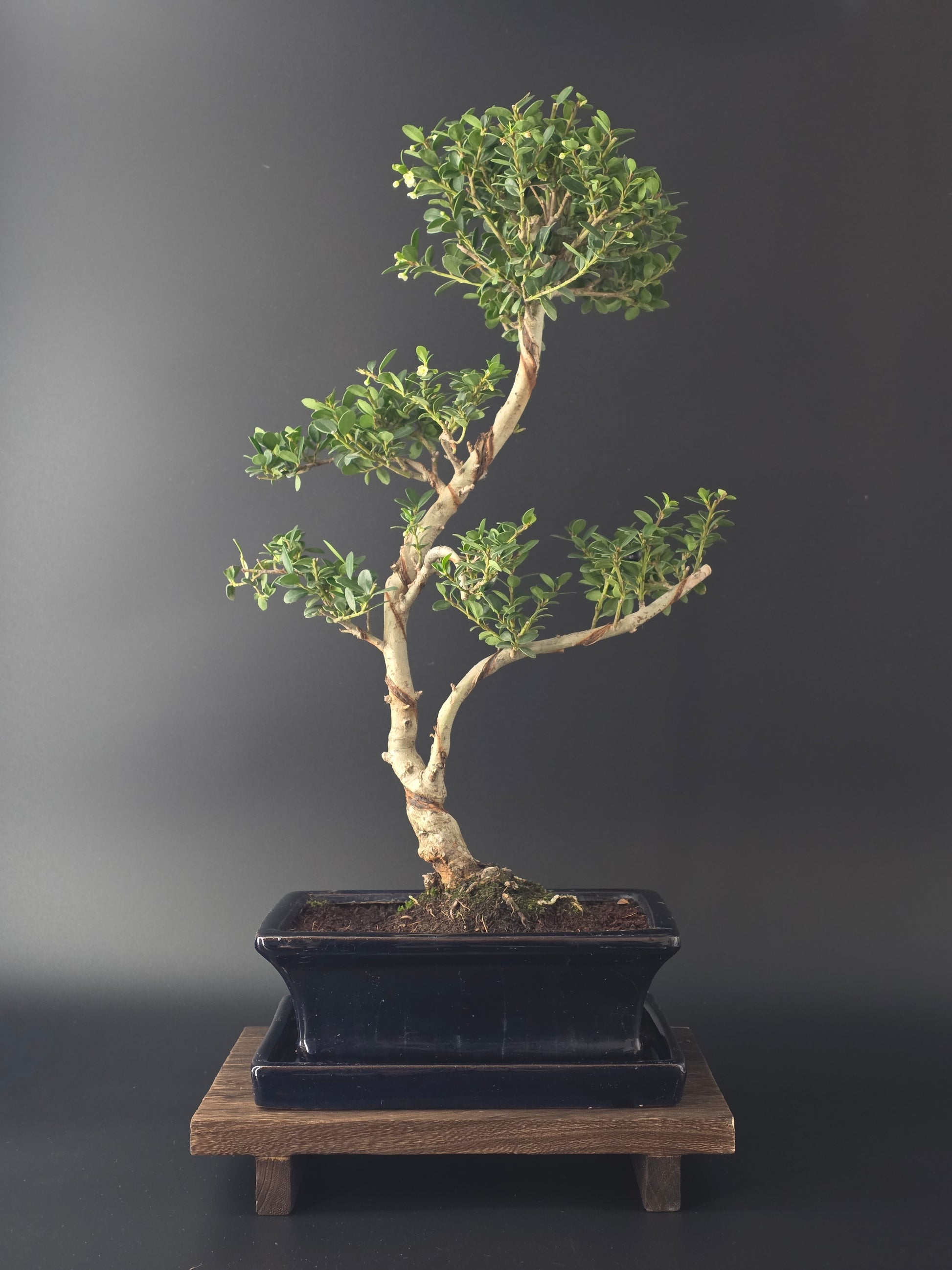 Ilex Crenata bonsai tree 6-7 years old 40-45 cm in elegant blue pot - front view
