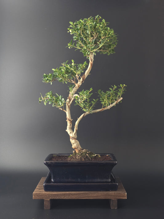 Ilex Crenata bonsai tree 6-7 years old 40-45 cm in elegant blue pot - front view