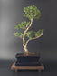 Ilex Crenata bonsai tree 6-7 years old 40-45 cm in elegant blue pot - front view