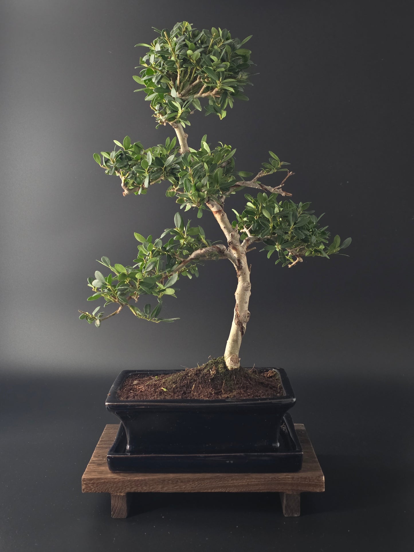Back view of 7-8 year old Ilex Crenata Japanese Holly bonsai in blue ceramic pot