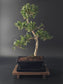 Back view of 7-8 year old Ilex Crenata Japanese Holly bonsai in blue ceramic pot