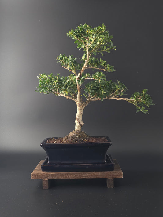 Back view of 7-8 year old Ilex Crenata Japanese Holly bonsai in blue ceramic pot