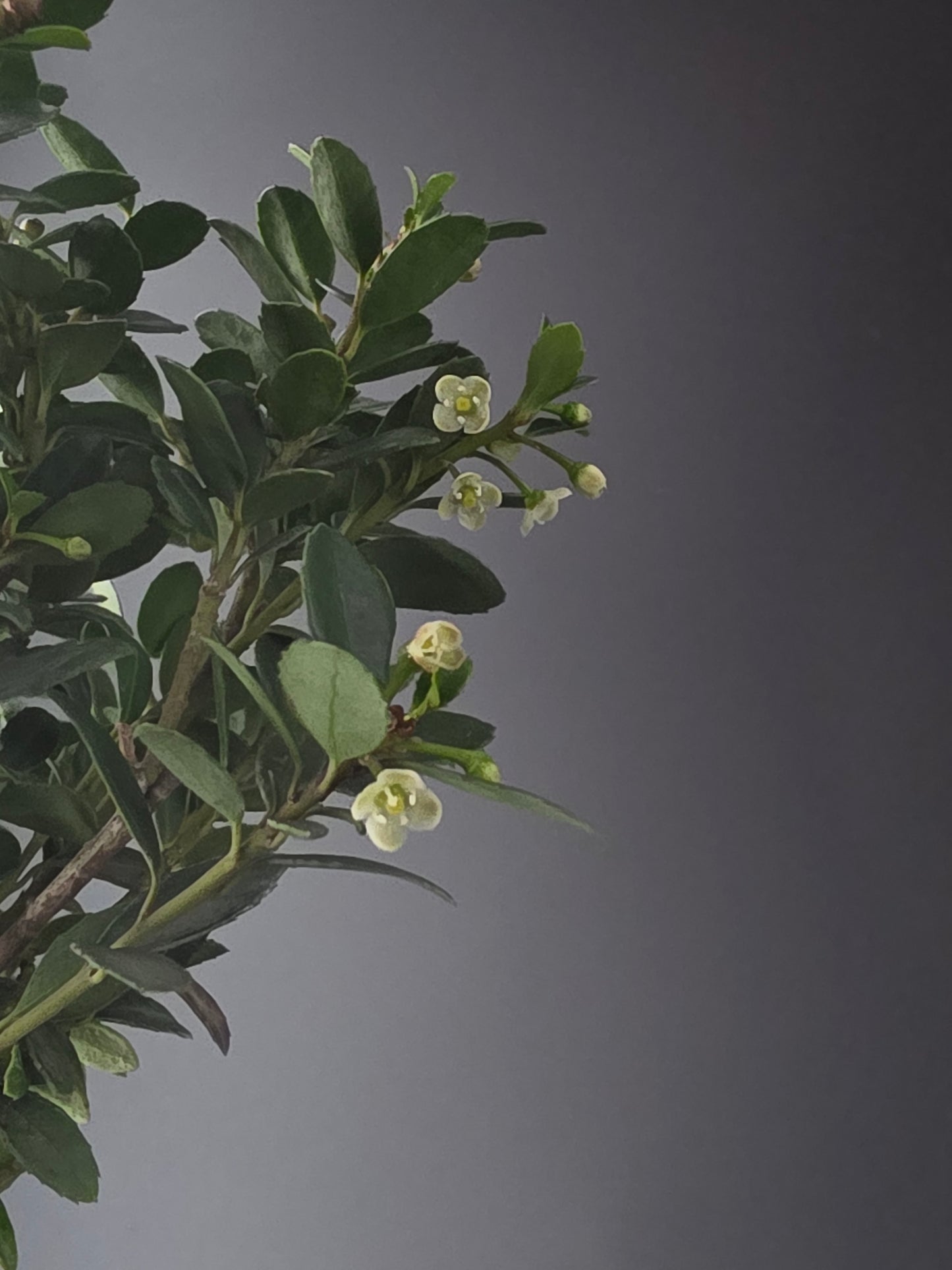 Close-up of small white flowers on Ilex Crenata bonsai tree