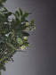 Close-up of small white flowers on Ilex Crenata bonsai tree
