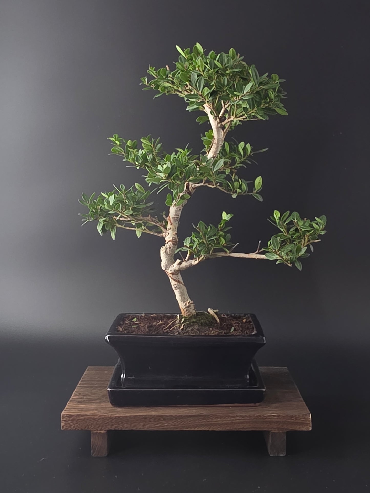 Ilex Crenata bonsai tree 7-8 years old 40-45 cm in elegant blue pot - front view