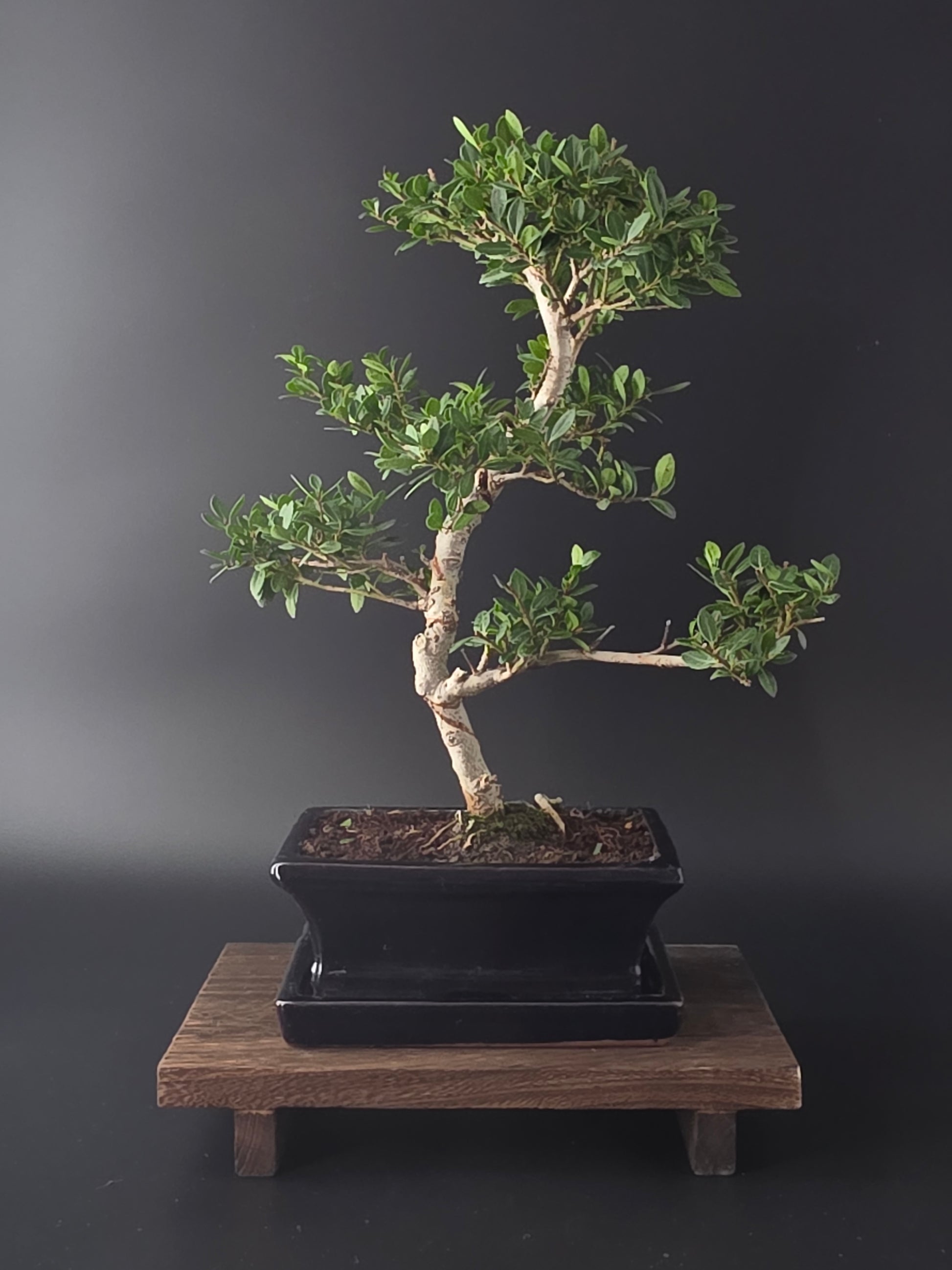 Ilex Crenata bonsai tree 7-8 years old 40-45 cm in elegant blue pot - front view