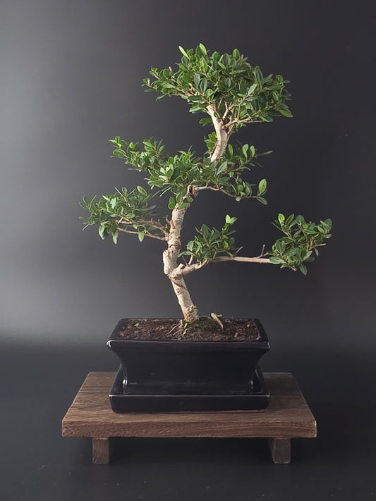 Ilex Crenata bonsai tree 7-8 years old 40-45 cm in elegant blue pot - front view