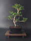 Ilex Crenata bonsai tree 7-8 years old 40-45 cm in elegant blue pot - front view