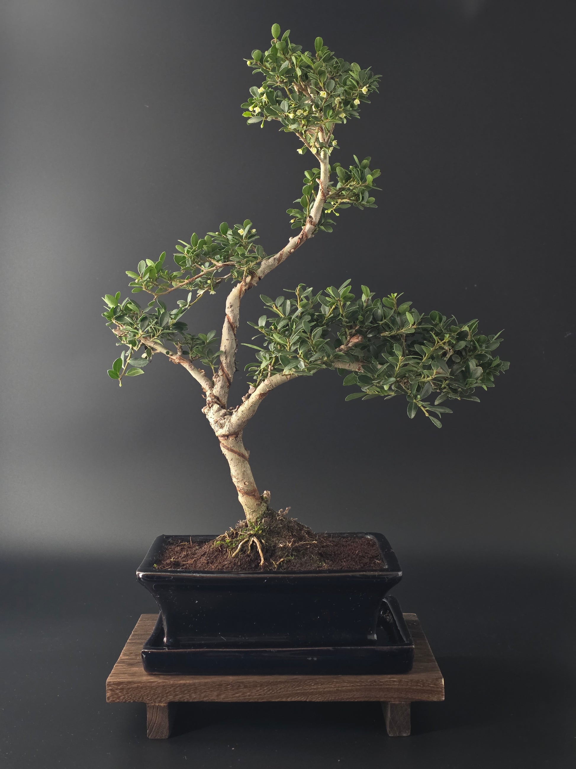 Ilex Crenata bonsai tree 7-8 years old 40-45 cm in elegant blue pot - front view