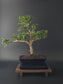 Ilex Crenata bonsai tree 7-8 years old 40-45 cm in elegant blue pot - front view