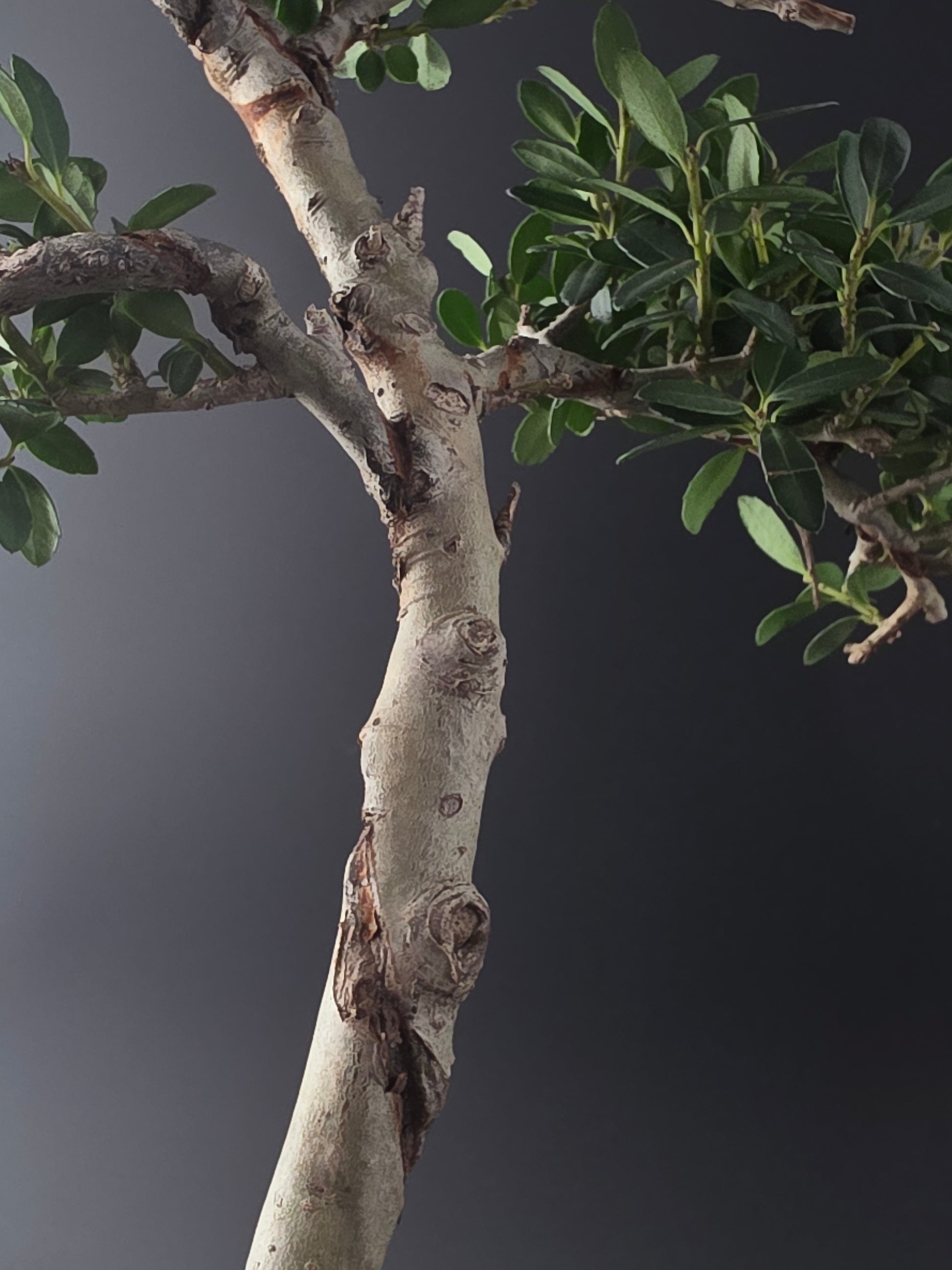 Close-up of a bonsai bark with green leaves against a dark background