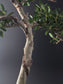 Close-up of a bonsai bark with green leaves against a dark background