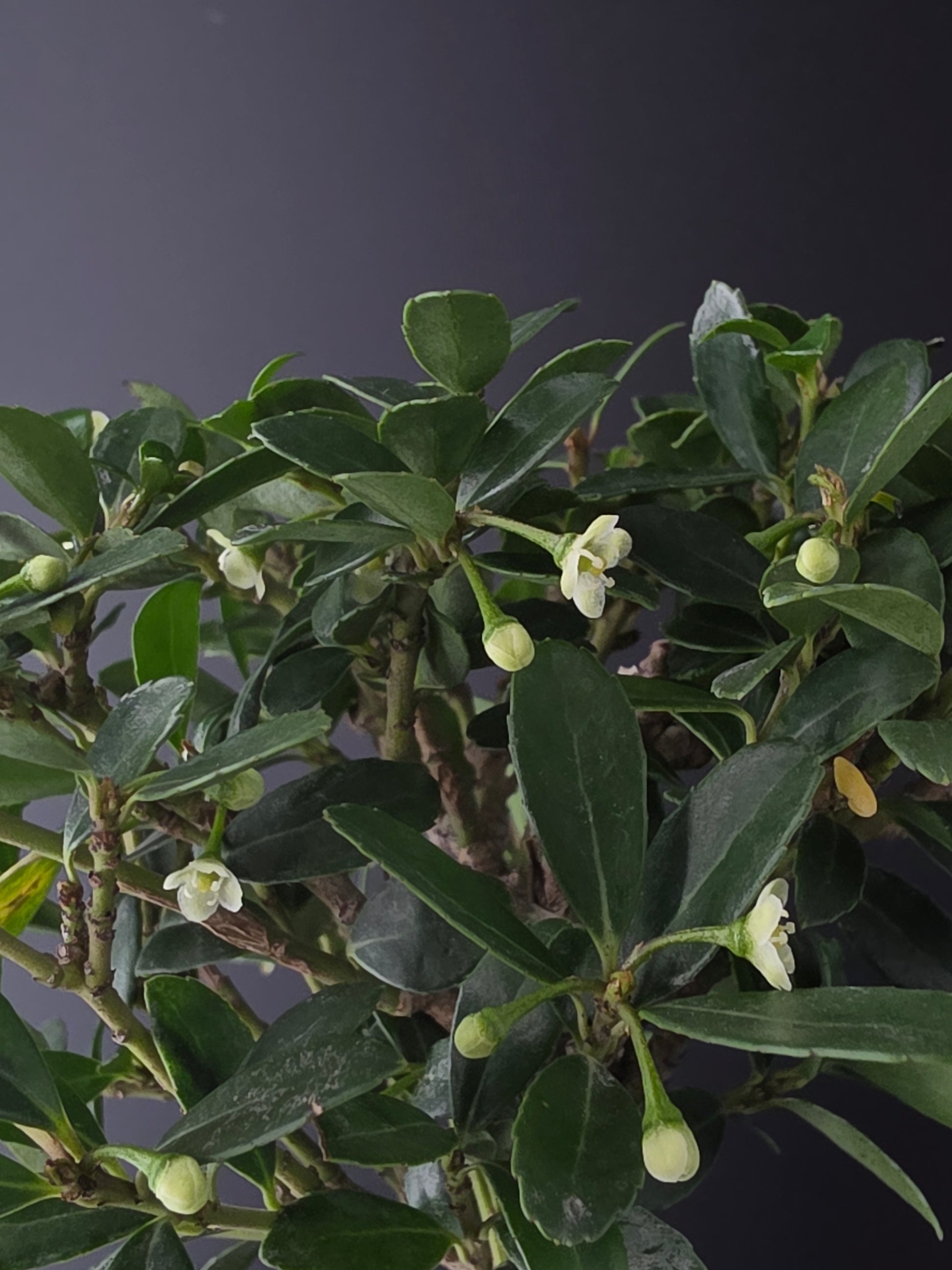 Close-up of green leaves and small white flowers on a dark background