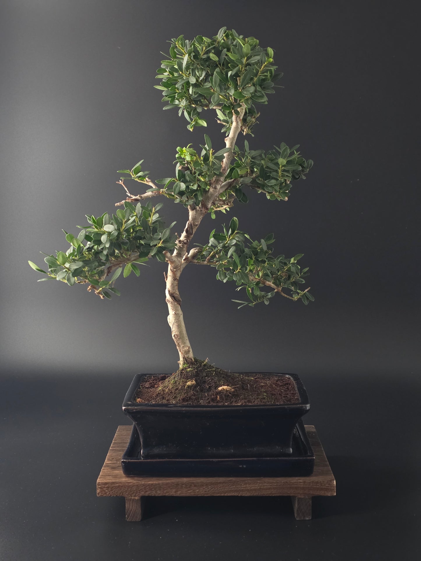 Ilex Crenata bonsai tree 7-8 years old 40-45 cm in elegant blue pot - front view