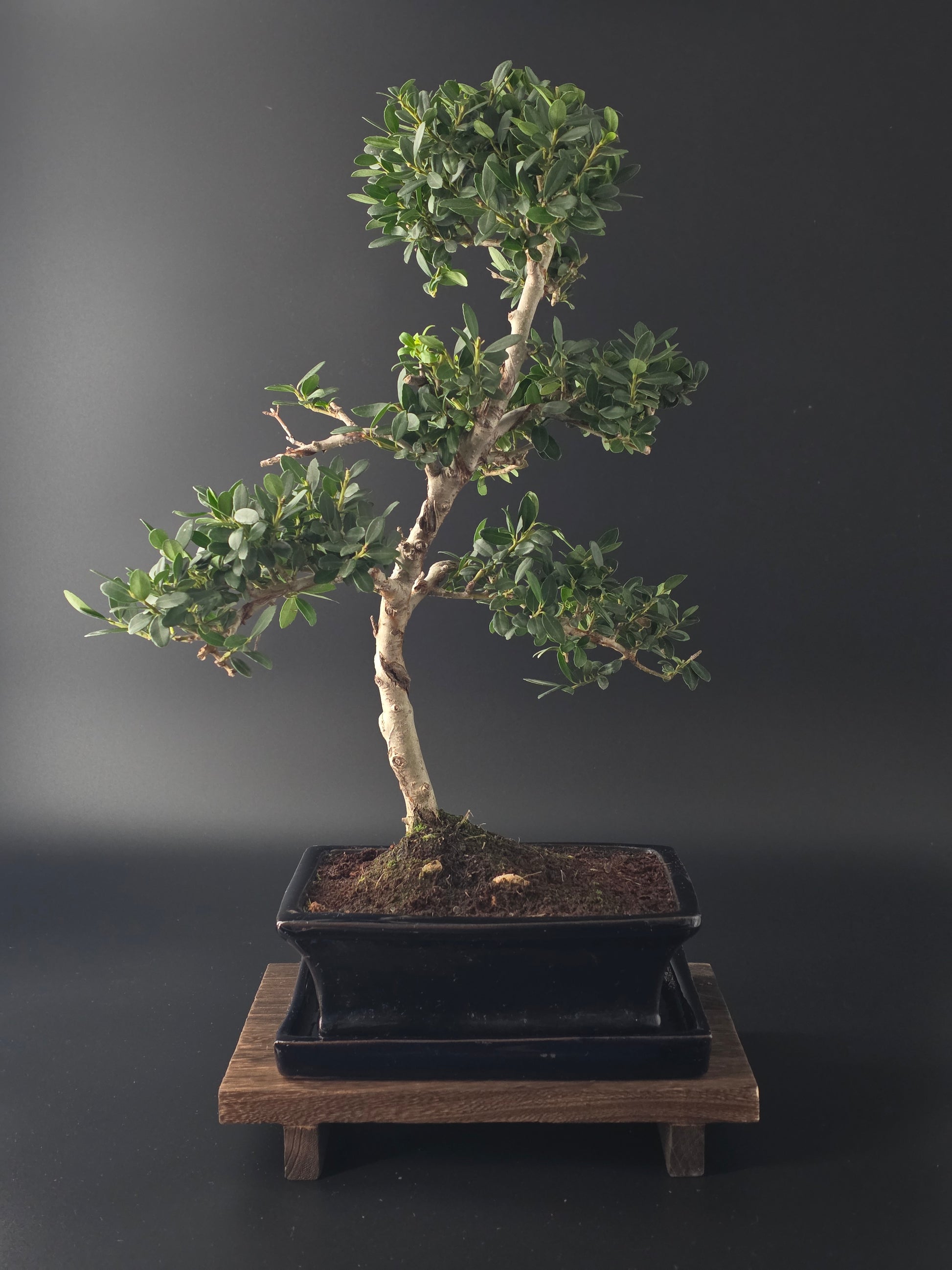 Ilex Crenata bonsai tree 7-8 years old 40-45 cm in elegant blue pot - front view