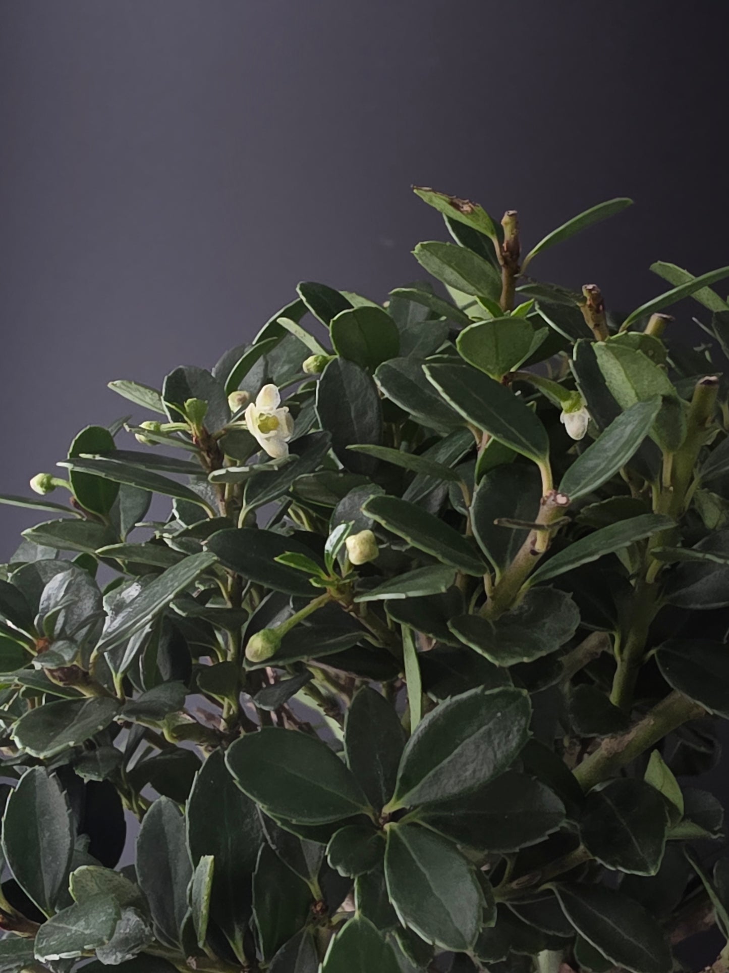 Close-up of small glossy leaves on Ilex Crenata bonsai tree