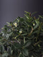 Close-up of small glossy leaves on Ilex Crenata bonsai tree
