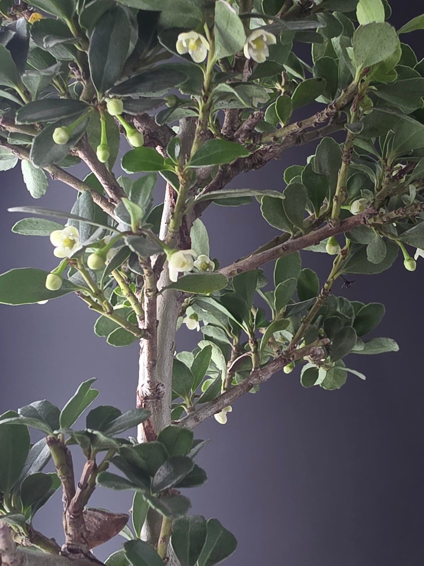 Close-up of Bonsai with green leaves and small buds against a dark background