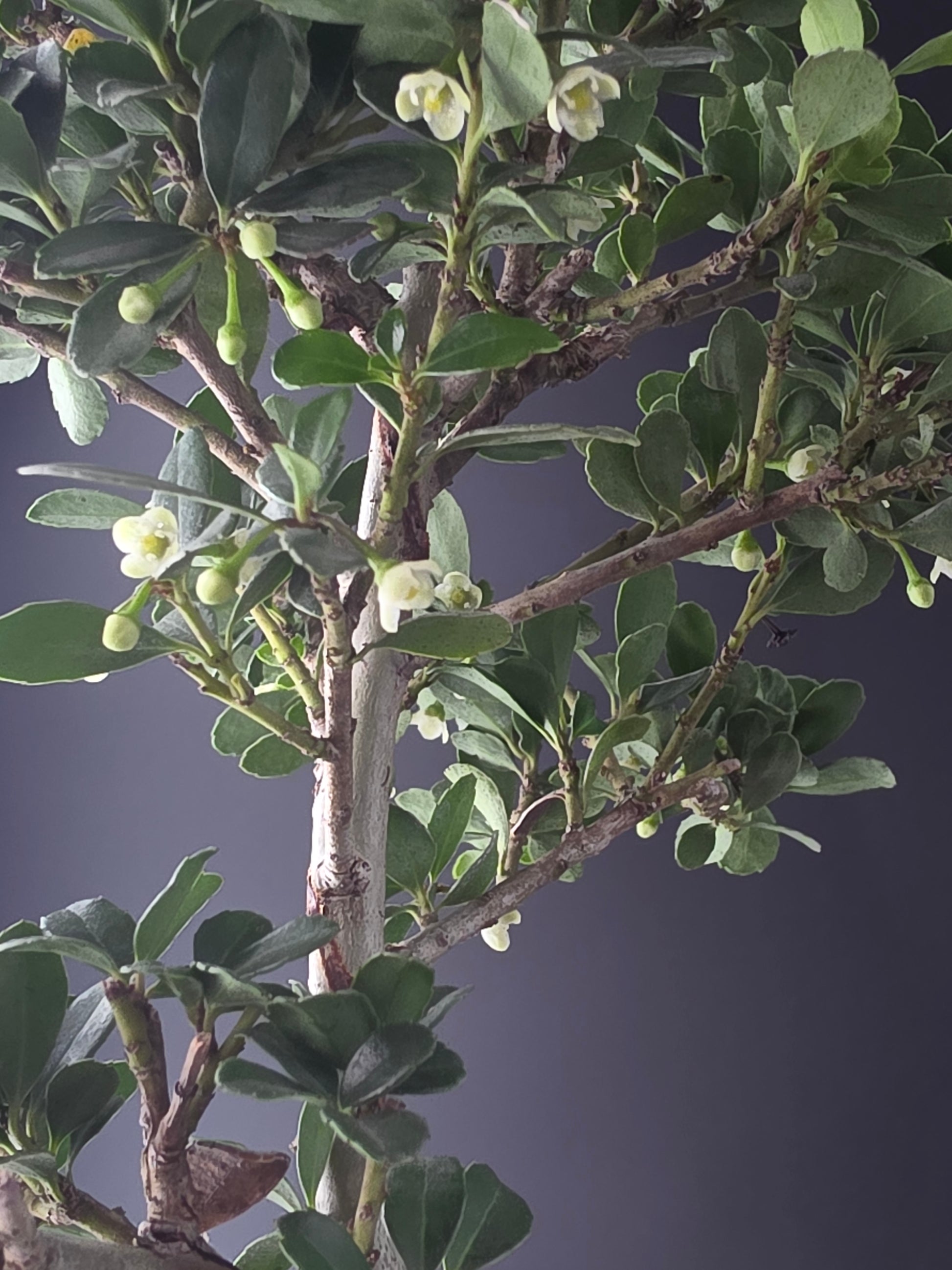 Close-up of Bonsai with green leaves and small buds against a dark background