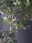 Close-up of Bonsai with green leaves and small buds against a dark background