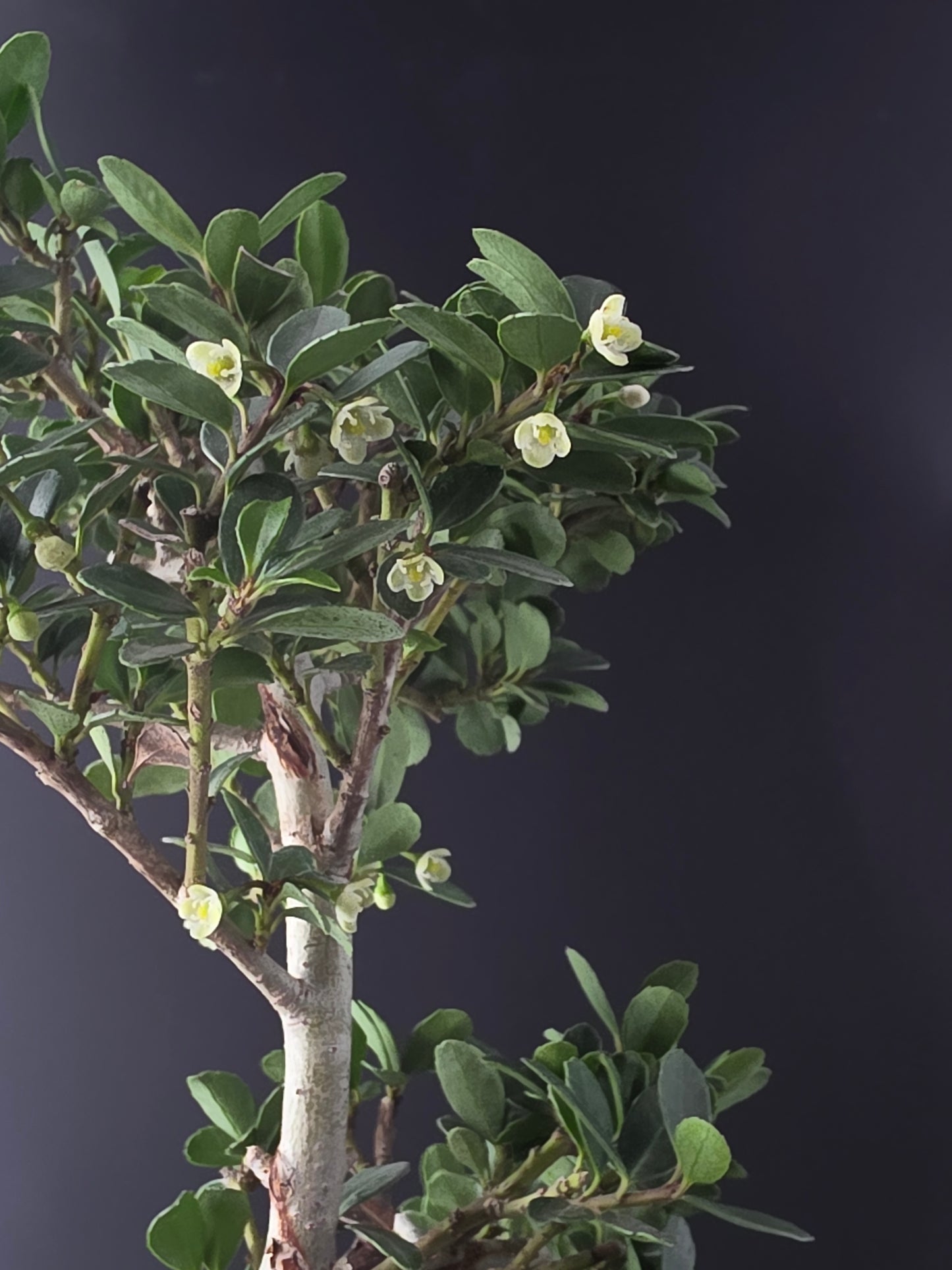 Close-up of a branch with green leaves and small white flowers against a dark background