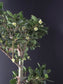 Close-up of a branch with green leaves and small white flowers against a dark background