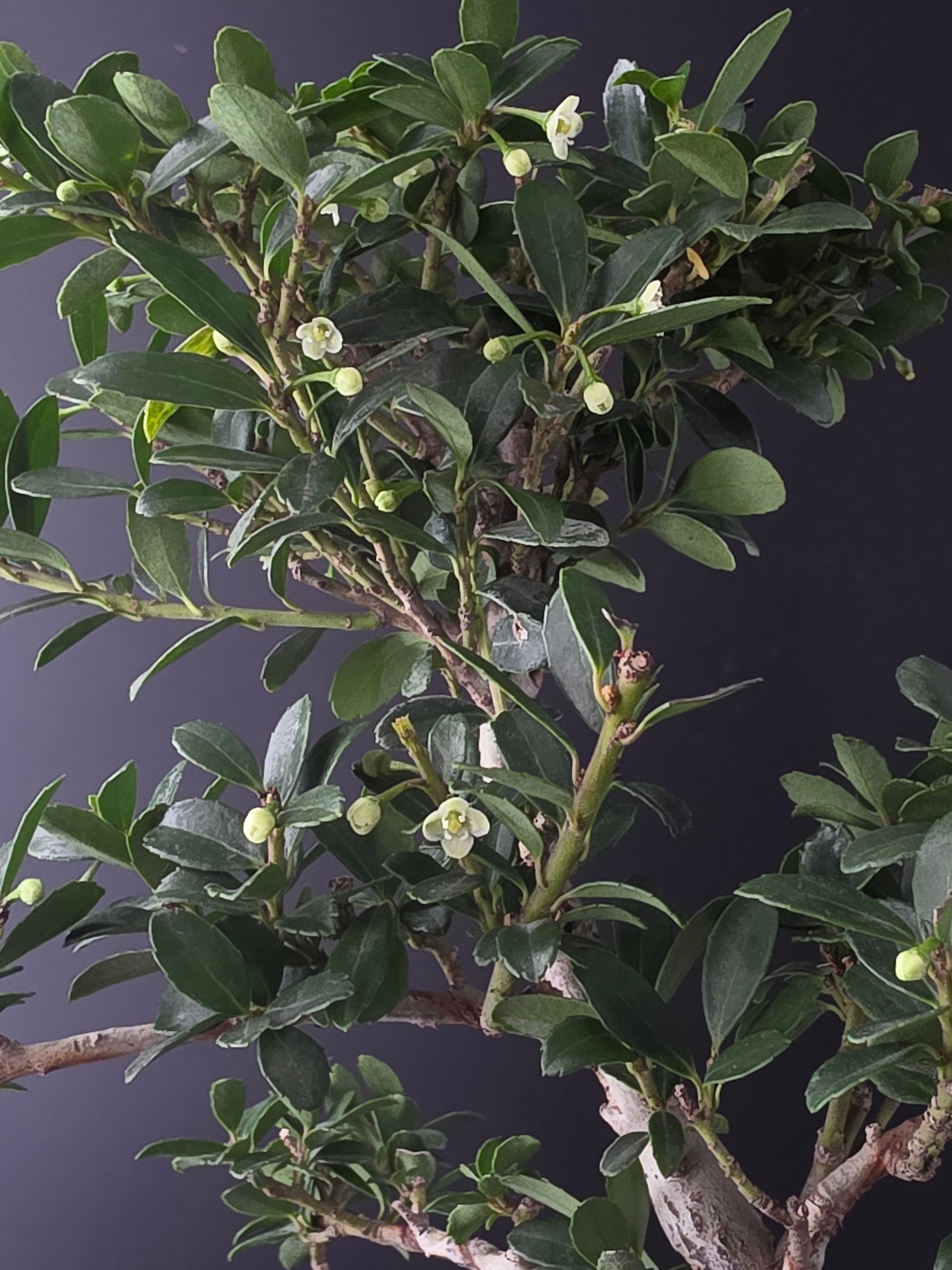 Close-up of green leaves and branches against a dark background