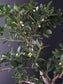 Close-up of green leaves and branches against a dark background