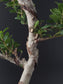 Close-up of a bonsai tree branch with green leaves against a dark background