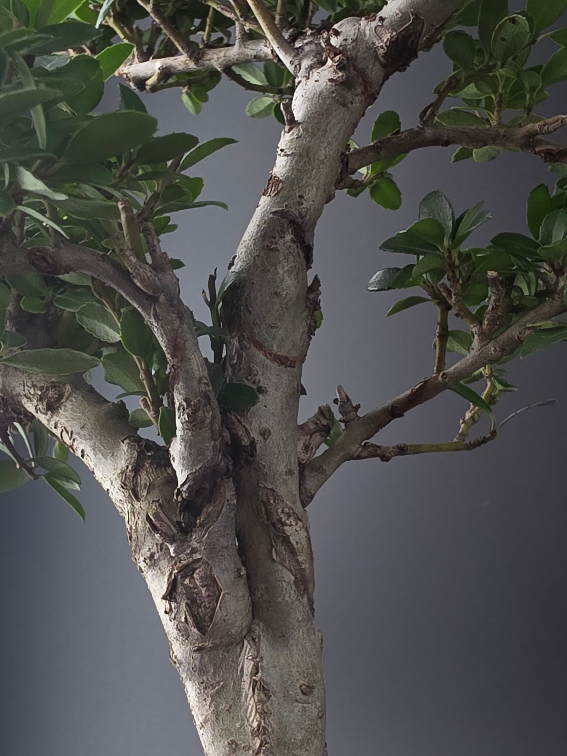 Close-up of a tree branch with green leaves against a dark background