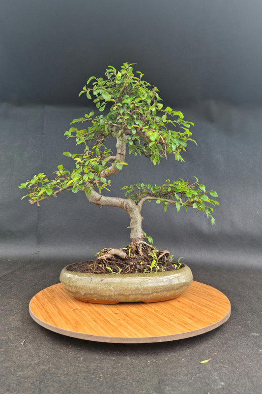 Large Chinese Elm Bonsai| 14-16 years old, 45-55cm
