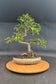 Stor kinesisk elmebonsai | 14-16 år gammel, 45-55 cm