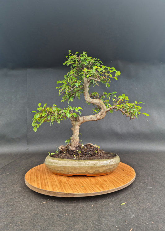 Large Chinese Elm Bonsai| 14-16 years old, 45-55cm