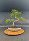 Stor kinesisk elmebonsai | 14-16 år gammel, 45-55 cm