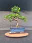 Large Podocarpus Macrophyllus | 14-16 years old, 50cm, S Shape